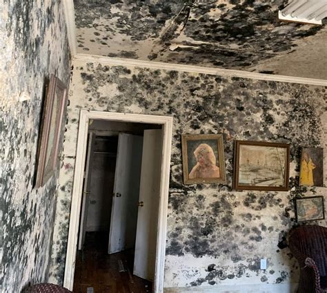 Mold Removal Remediation San Francisco Bay Area Alameda Contra Costa