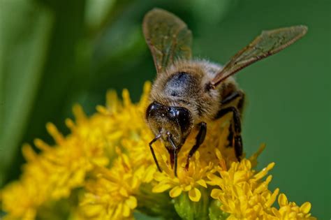 Bee Flower Macro Free Photo On Pixabay