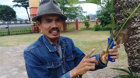 Cara Budidaya Tanaman Hias Pakis Haji Atau Sikas Dan Perawatannya YouTube