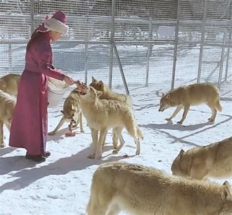 內蒙古一姑娘飼養「十隻狼」，每天和狼嬉戲，被網友稱為最美女孩 每日頭條