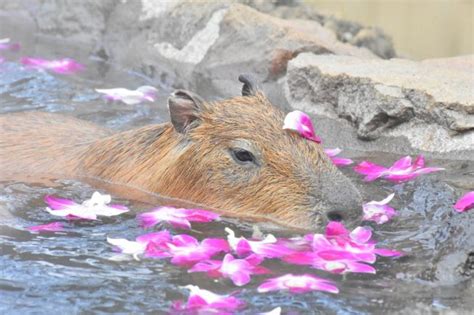 Birthplace Of The Capybara Hot Bath Celebrates Years Of Rodent Relaxation Spoon Tamago