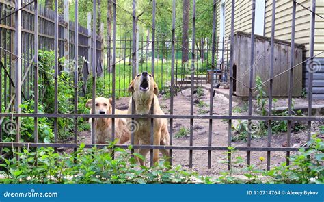 Dogs Guard The House Pets Stock Photo Image Of Bark House 110714764