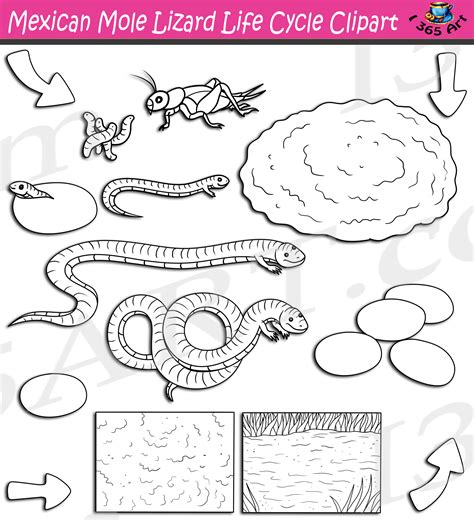 Mexican Mole Lizard Life Cycle Clipart Set Download - Clipart 4 School