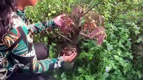 Best Skill Technique Grafting Mango Tree With Aloe Vera Fruit Video