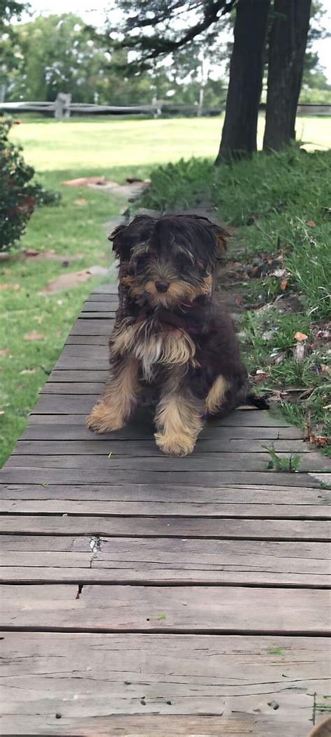 Pv Pets The Yorkipoo Is A People Loving And Fun Seeking