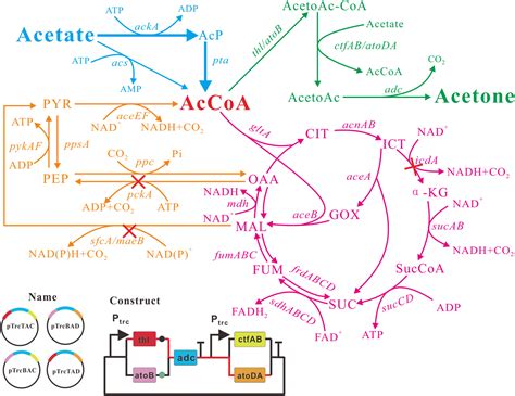 Metabolic Engineering Of Escherichia Coli Carrying The Hybrid Acetone