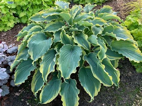 20 Hosta Varieties With Beautiful Foliage and Blooms