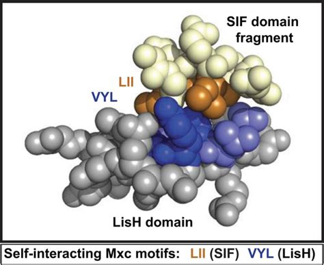 Distinct Self Interaction Domains Promote Multi Bs Accumulation In And Formation Of The