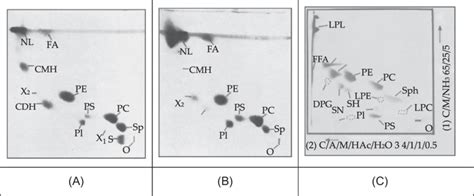 6 Two Dimensional Thin Layer Chromatography Tlc Of Bovine Milk Polar