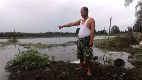 Hujan Deras Puluhan Hektar Sawah Terendam Banjir Dan Gagal Panen