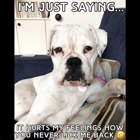 16 Cool Boxer Dog Memes - The Dogman