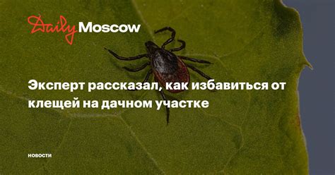 Эксперт рассказал, как избавиться от клещей на дачном участке