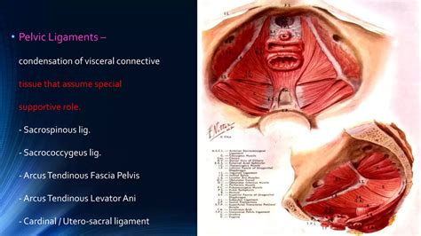 Vault Prolapse Pelvic Organ Prolapse Supports Of Uterus Ppt