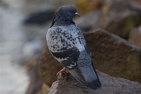 100000 Free Pigeon Green Screen And Pigeon Images Pixabay