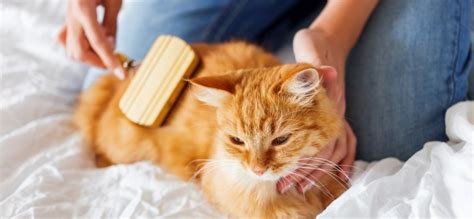 Ветеринар-дерматолог, услуги дерматологии животных в Киеве - Aldenvet.ua