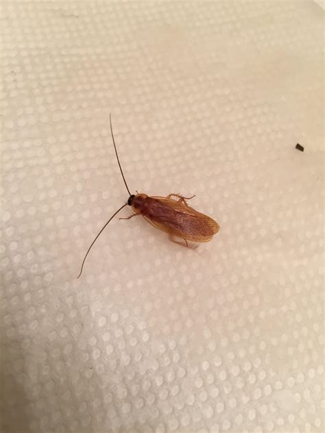 how to get rid of wood roach 8