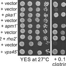 Complementation Of The Growth Phenotypes Of Deletion Strains By The