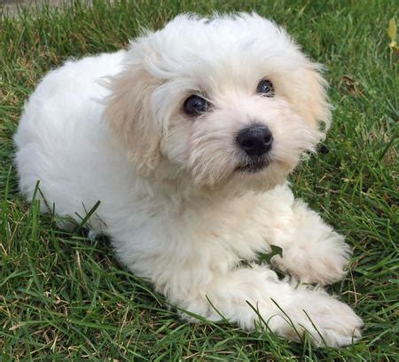 Coton de Tulear Info, Temperament, Puppies, Pictures