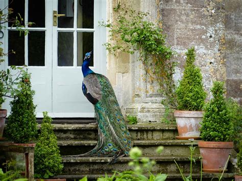 Peacock At The Door Newark Park Gloucestershire John Barton Flickr