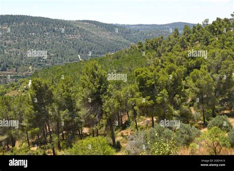 Jerusalem Mountains And Forests Israel Stock Photo Alamy