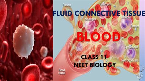 Fluid Connective Tissue Blood Diagram With Platelets Blood C