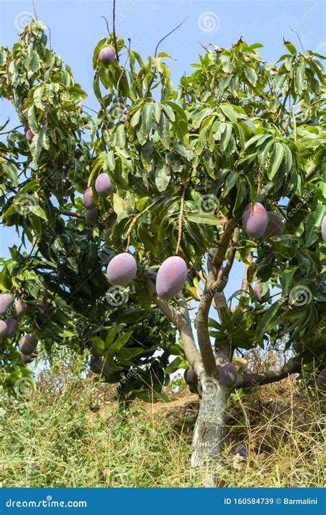 Cultivation Of Exotic Sweet Fruit Mango In Subtropical Malaga Granada