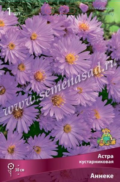 Астра Аннеке: описание сорта, характеристики, особенности посадки и ...