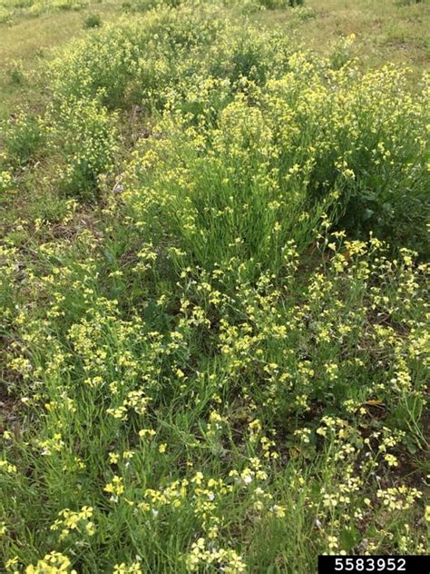 Wild Radish | Cornell Weed Identification