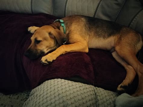 Might Be A German Shepherd Mix German Shepherds Forum