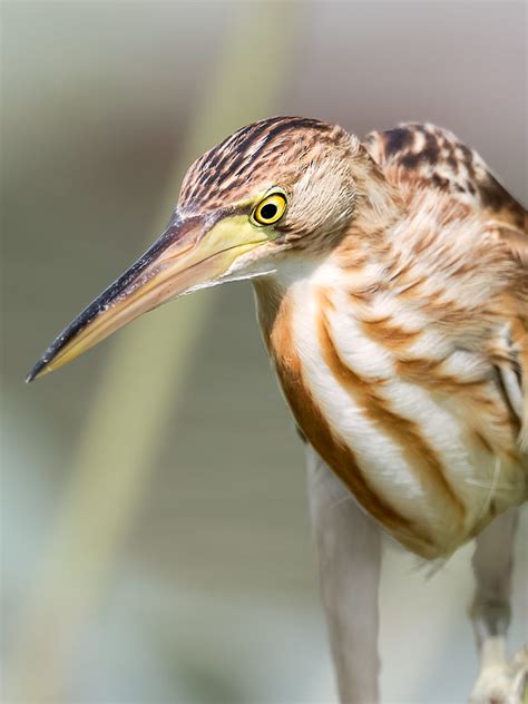 Common Birds Around Singapore Page 9 Clubsnap Photography Community