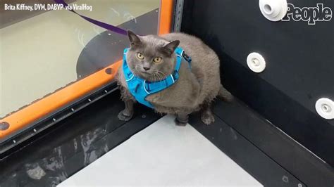 Viral Morbidly Obese Cat Cinderblock Finally Gets On The Treadmill In