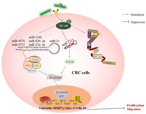 Cancers Free Full Text The Role Of Fusobacterium Nucleatum In