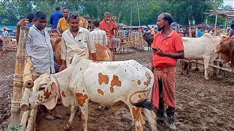 আজ শুক্রবার ১৪ জুলাই কেরানীগঞ্জের খামারী কেমন দামে শাহীওয়াল ষাঁড়