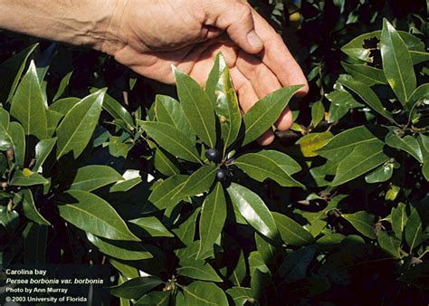 Why deaton funeral home red bay is a landmark for the community 10