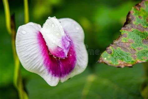 Shallow Focus Of A Purple Vagina Flower With Blur Background Stock Photo Image Of Closeup