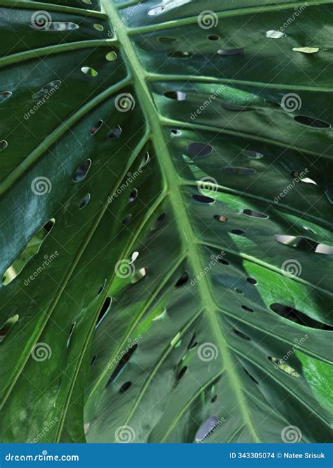 Monstera Deliciosa Or Swiss Cheese Plant Texture Background Stock