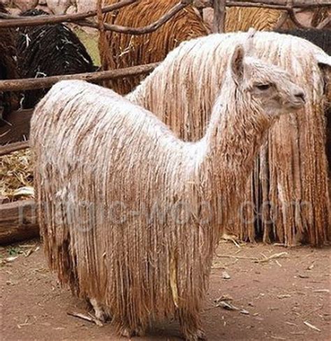 Виды шерсти