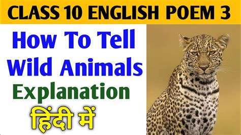 class  english    wild animals explanation youtube