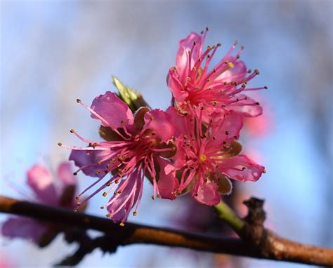 Buah Persik Yang Merekah Pohon Foto Gratis Di Pixabay Pixabay