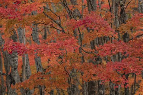 紅葉樹林 By ハッシー1951 （id：11447400） 写真共有サイトphotohito