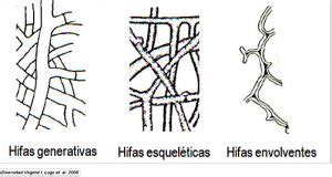 Tipo De Hifas - Micología. Microscopía de las Setas. Las Hifas