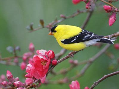 Washington State Bird | Bird, Bird wall art, Oversized art