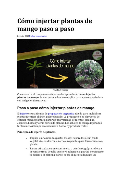 Cómo Injertar Plantas De Mango Cómo Injertar Plantas De Mango Paso A