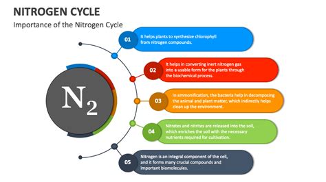 Nitrogen Cycle PowerPoint and Google Slides Template - PPT Slides