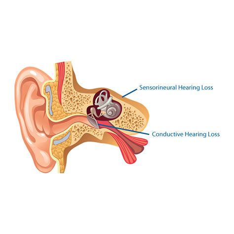 Ear Anatomy PNG Images (Transparent HD Photo Clipart)