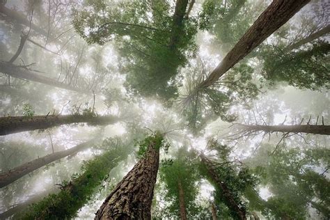 Tackle the 10 Best Day Hikes on Mount Tam This Summer
