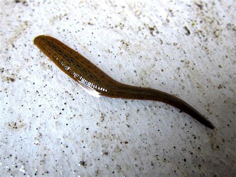 Freshwater Leech Project Noah