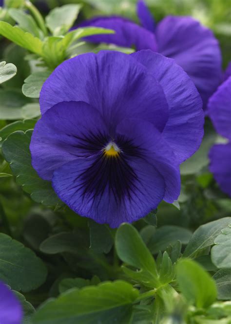 Pansy Top Wave Blue Blotch - Ball