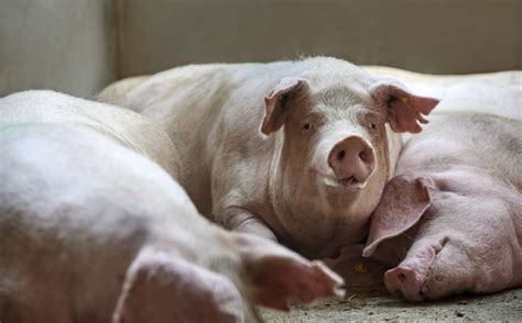 Increased focus on breeding for sow longevity | News