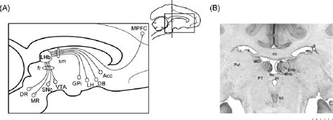 Figure 1 From Lateral Habenula Neurons Transmit Negative Value Signals